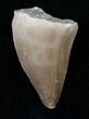 Fossil Mosasaurus Tooth #17021-1